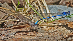 Argia vivida