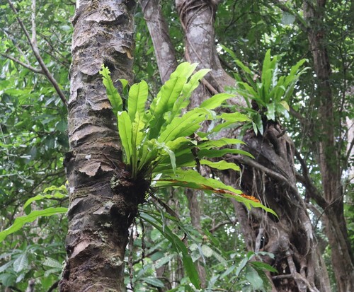 Asplenium nidus observed 2026-10-10