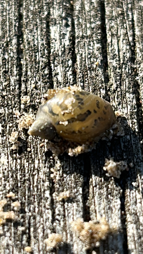 Lymnaea auricularia observed 2026-10-10
