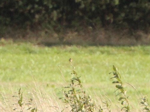 Zitting Cisticola