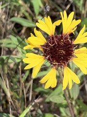 Gaillardia aestivalis