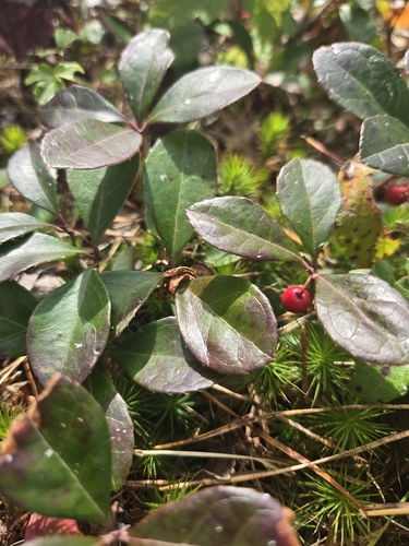 Eastern Teaberry