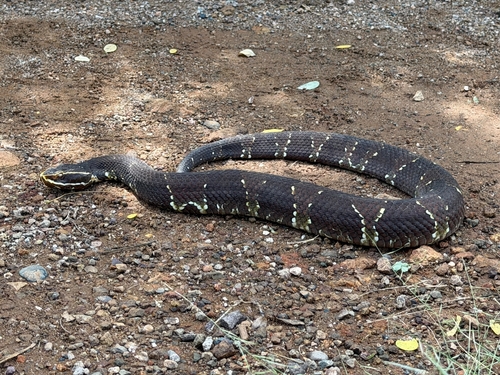 Cantil enjaquimado