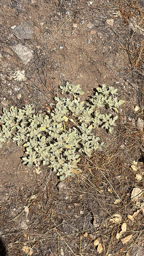 iNaturalist observation photo of turkey mullein