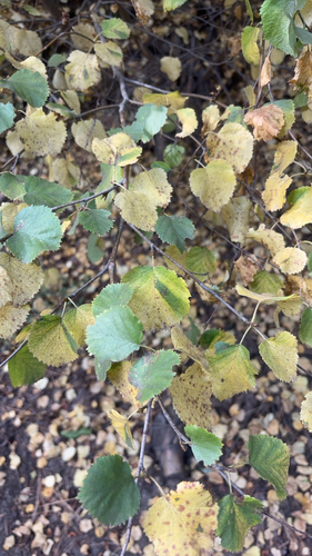 Betula microphylla, 2026-10-09