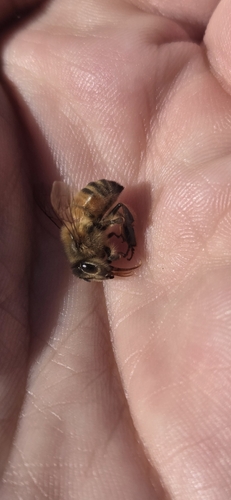 Western Honey Bee