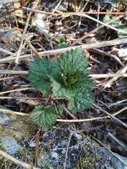 Urtica platyphylla