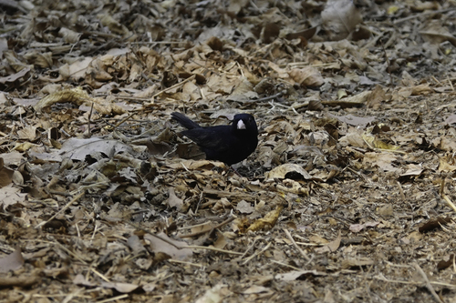 iNaturalist image