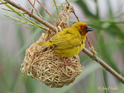 iNaturalist image