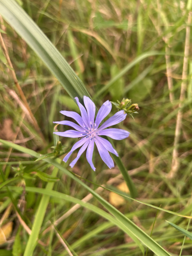 chicory