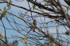 Melospiza melodia image