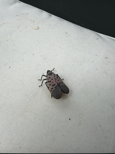 Spotted Lanternfly