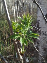 Sambucus kamtschatica