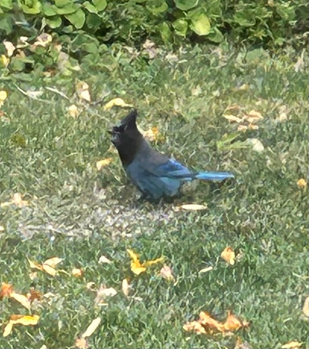 Steller's Jay