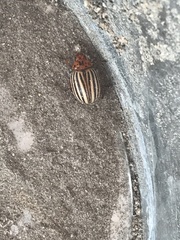 Leptinotarsa decemlineata