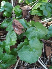 Parasenecio kamtschaticus