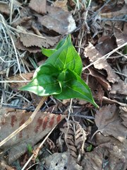 Trillium camschatcense