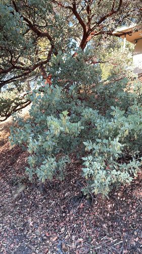 iNaturalist observation photo of Big Berry Manzanita