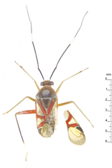 Kosmiomiris carvalhoi