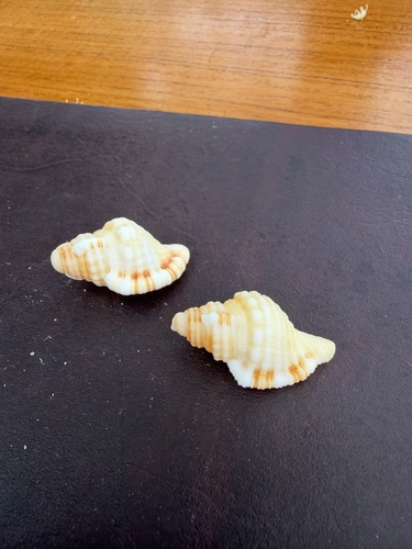 Monoplex aquatilis observed 2026-10-11