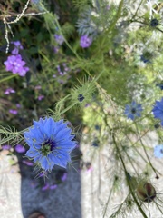 Nigella damascena