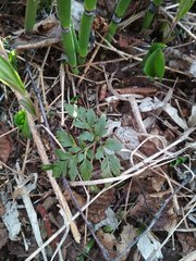 Sceptridium robustum