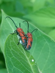 Tetraopes melanurus