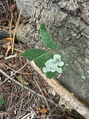 Poison Ivy Leaf-miner Moth