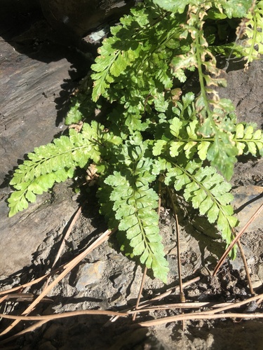 Asplenium obovatum, 2026-10-10