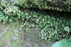 Fissidens dubius