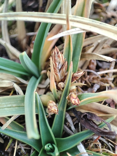 Carex observed 2026-10-10
