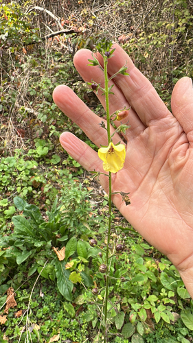 moth mullein