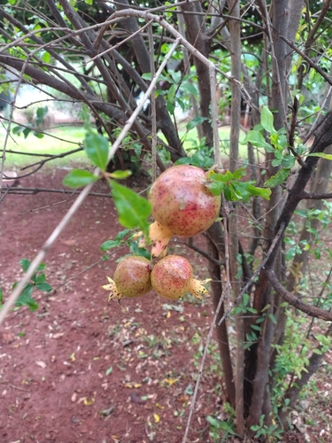 pomegranate
