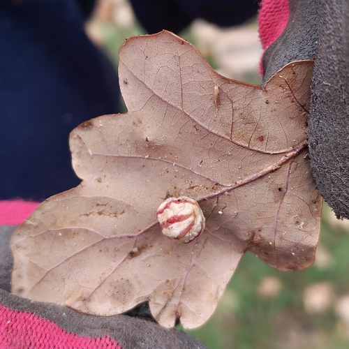 Striped Pea Gall Wasp