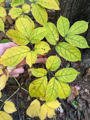 wild sarsaparilla