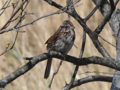 Melospiza melodia image