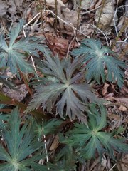 Aconitum fischeri