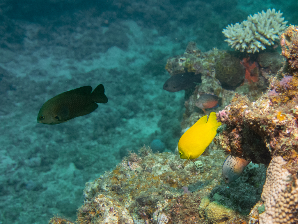 Golden Angelfish
