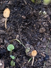 Agaricineae