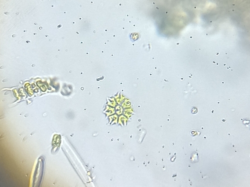Stauridium tetras observed 2026-10-11