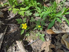Ranunculus hispidus hispidus