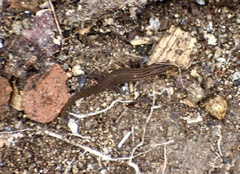 Sphaerodactylus notatus