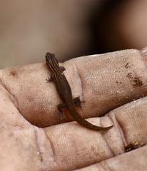 Sphaerodactylus notatus
