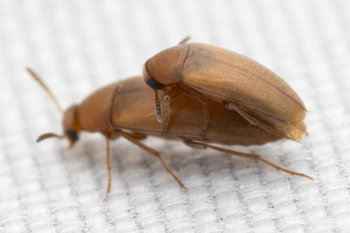 Pentaria