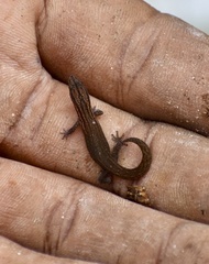 Sphaerodactylus notatus