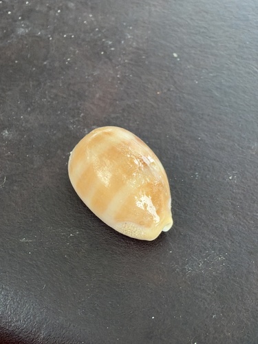 Cypraea carneola observed 2026-10-11