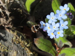 Bombylius pygmaeus