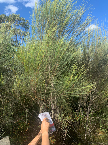 Allocasuarina distyla observed 2026-10-10