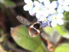 Bombylius pygmaeus