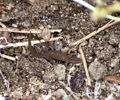 Sphaerodactylus notatus